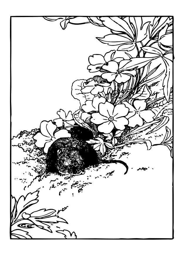 rata Dibujo para colorear rata