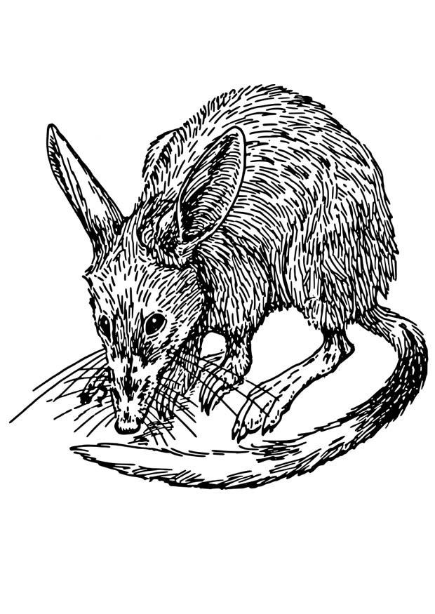 rata - bandicoot Dibujo para colorear rata - bandicoot