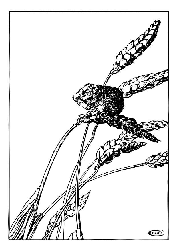 ratA³n Dibujo para colorear ratA³n
