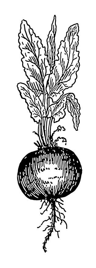 remolacha Dibujo para colorear remolacha
