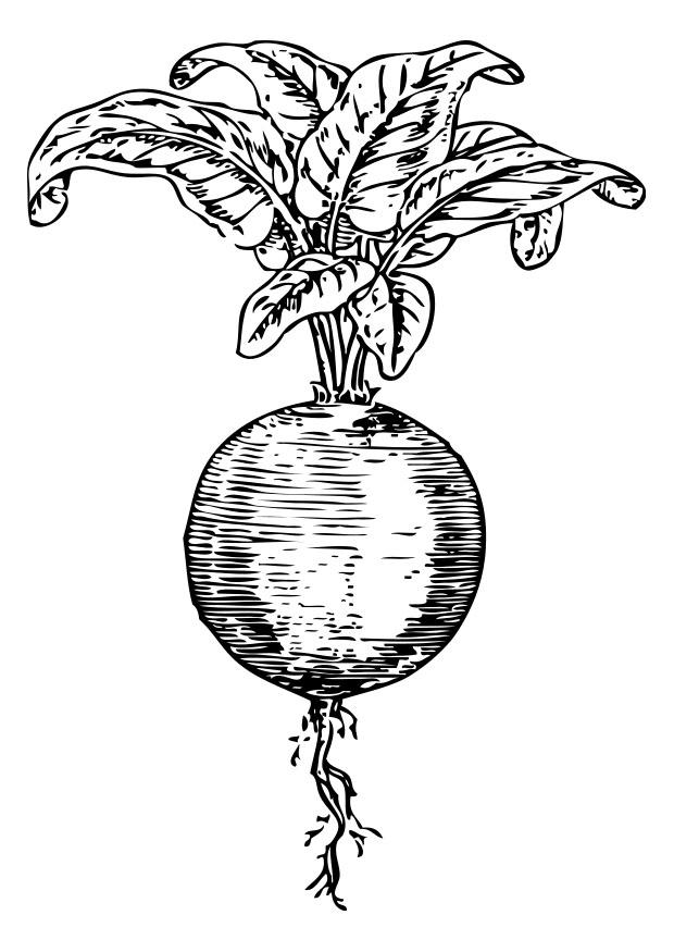 remolacha Dibujo para colorear remolacha