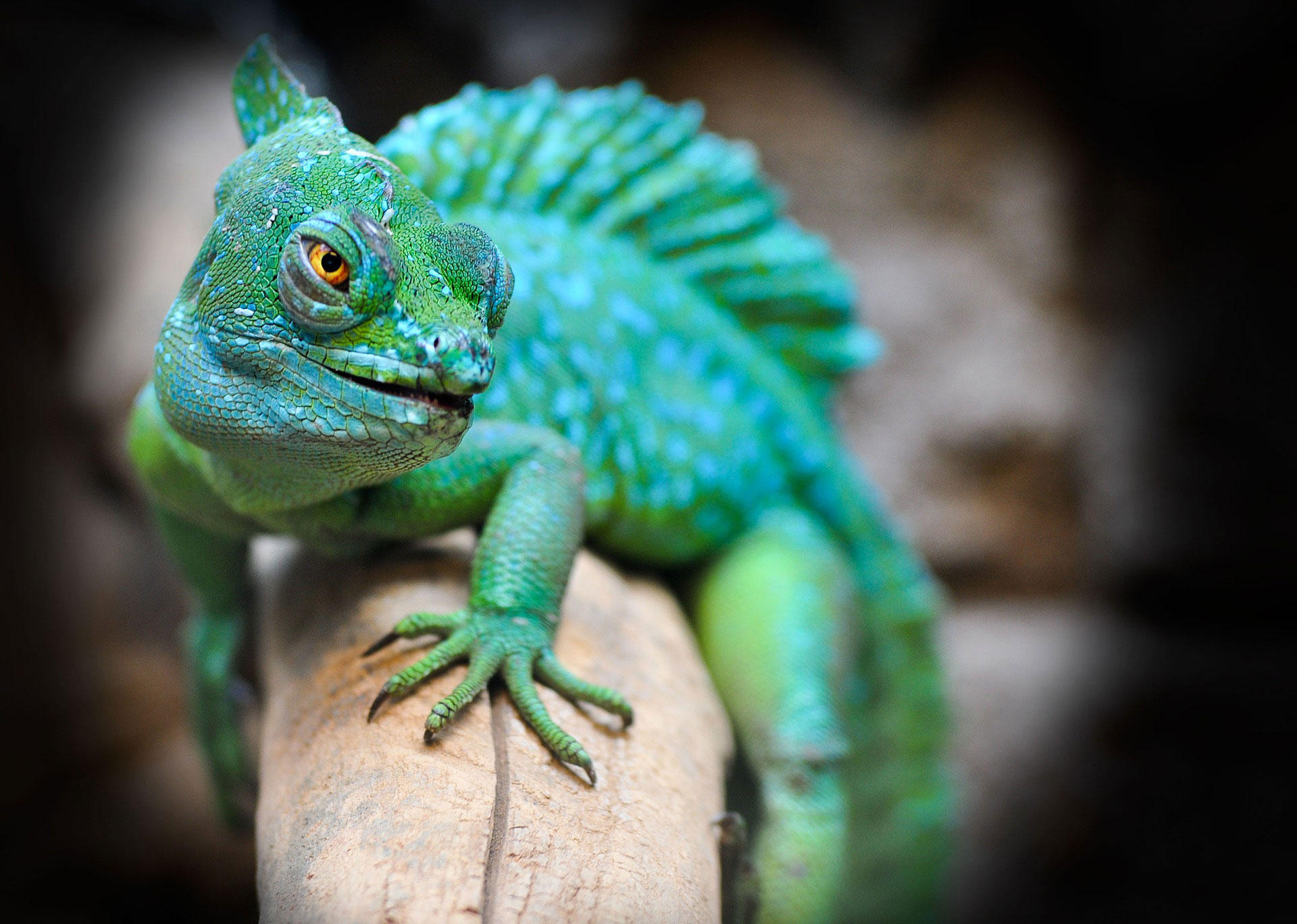 reptil Foto reptil
