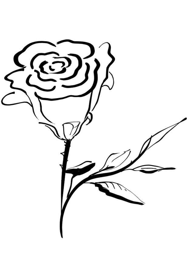 rosa Dibujo para colorear rosa