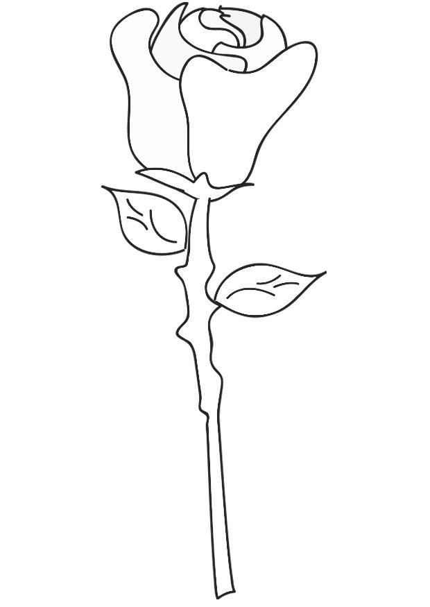 rosa Dibujo para colorear rosa