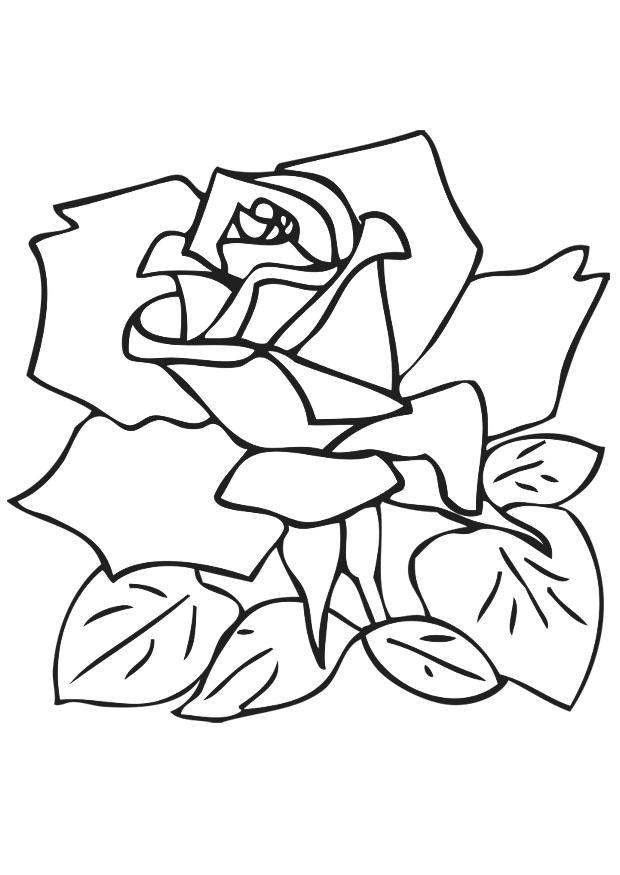 rosa Dibujo para colorear rosa