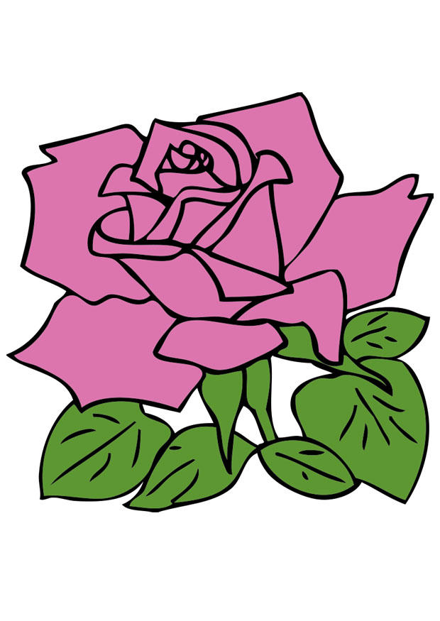 rosa Imagen rosa