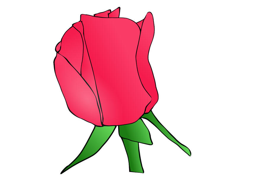 rosa Imagen rosa
