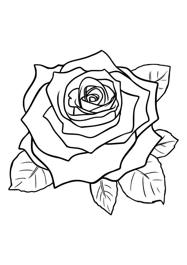 rosa Dibujo para colorear rosa