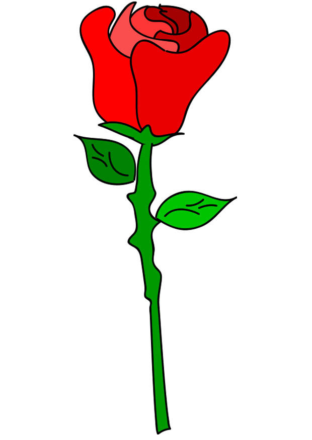 rosa roja Imagen rosa roja