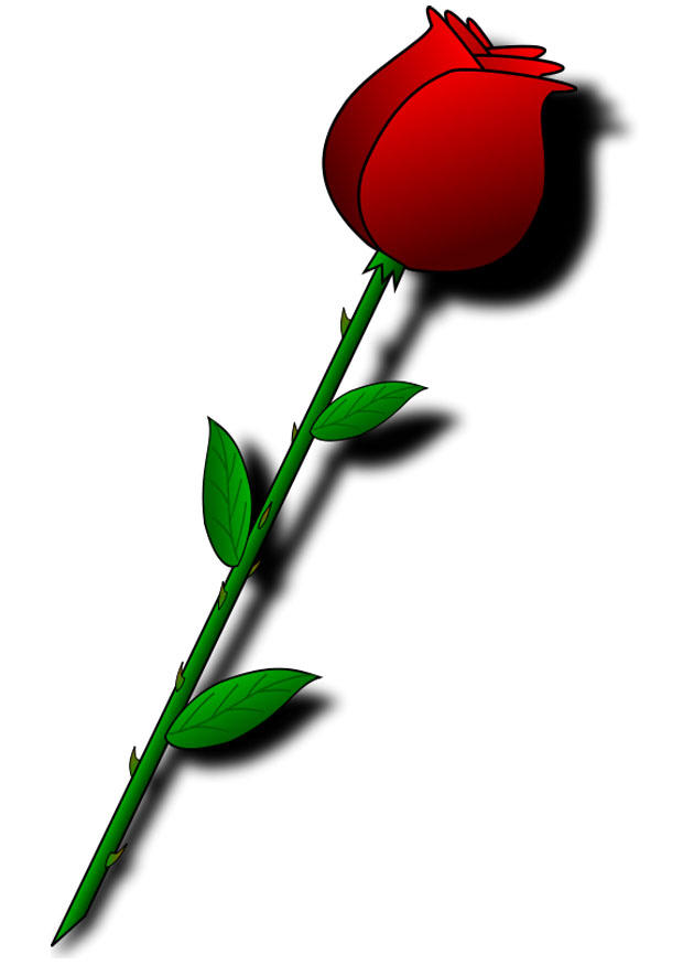rosa roja Imagen rosa roja