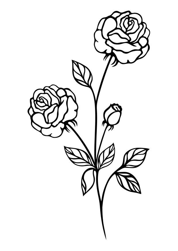 rosas Dibujo para colorear rosas