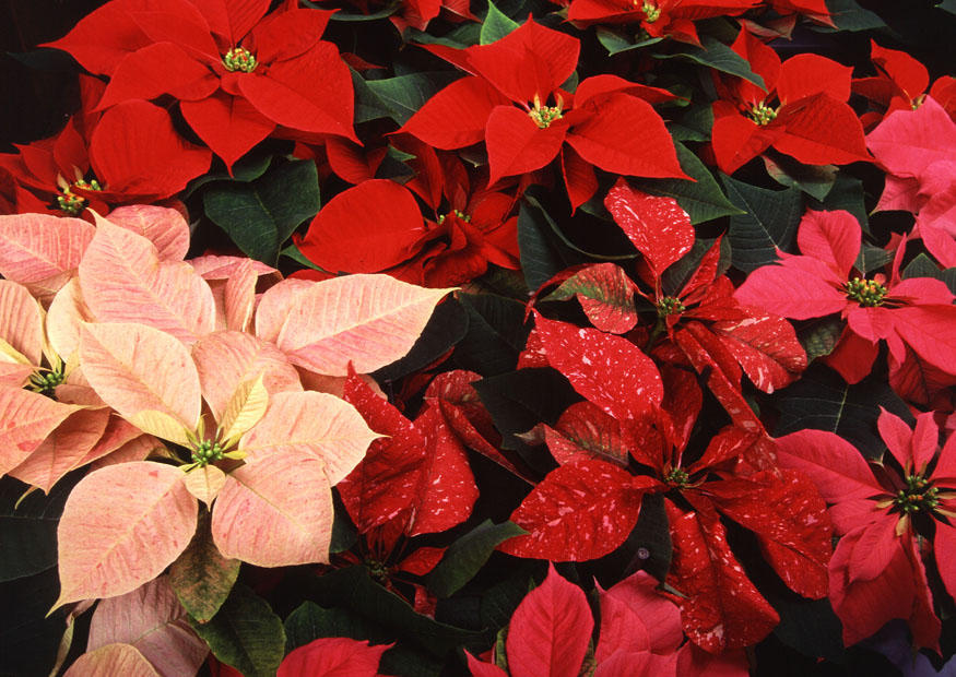rosas de navidad Foto rosas de navidad