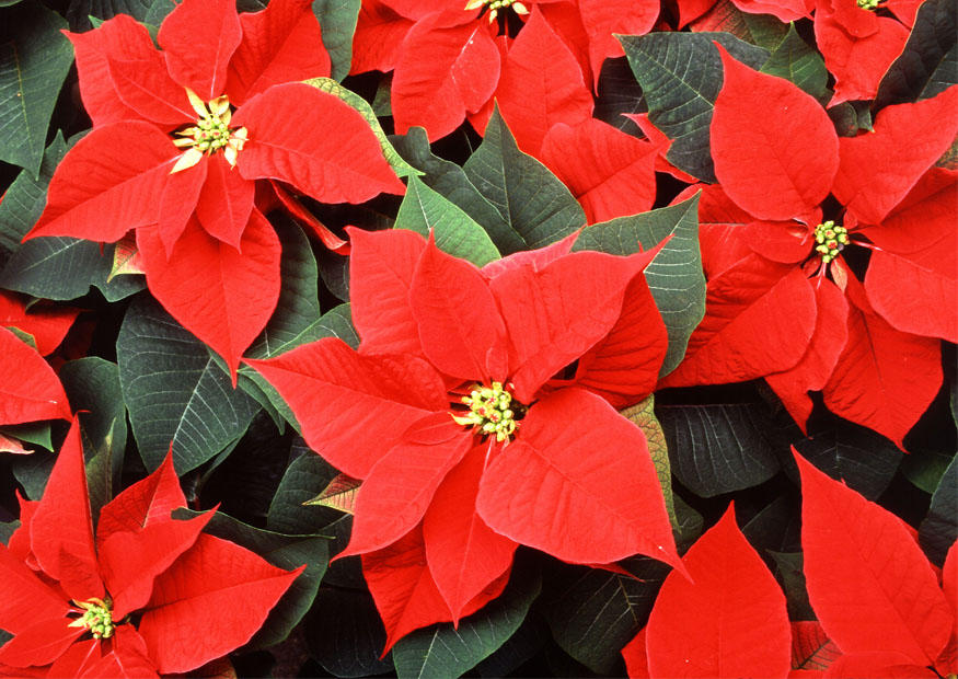 rosas de navidad Foto rosas de navidad