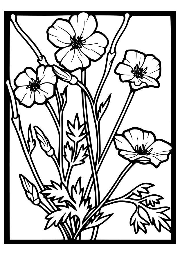 rosas silvestres Dibujo para colorear rosas silvestres