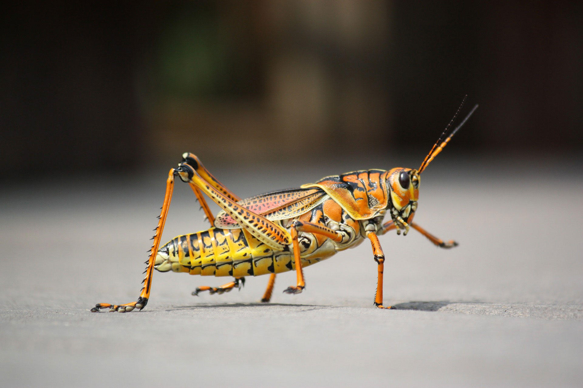 saltamontes Foto saltamontes