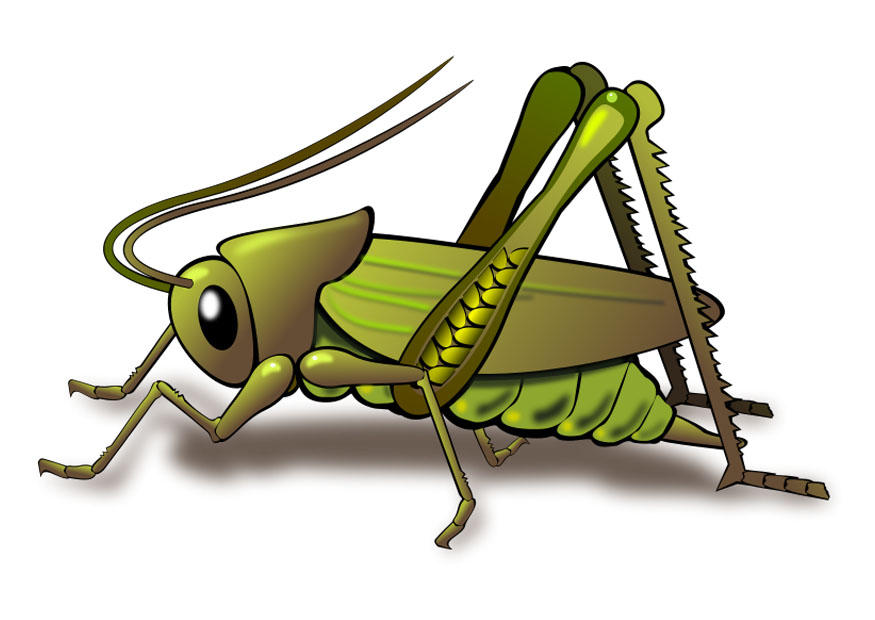 saltamontes Imagen saltamontes
