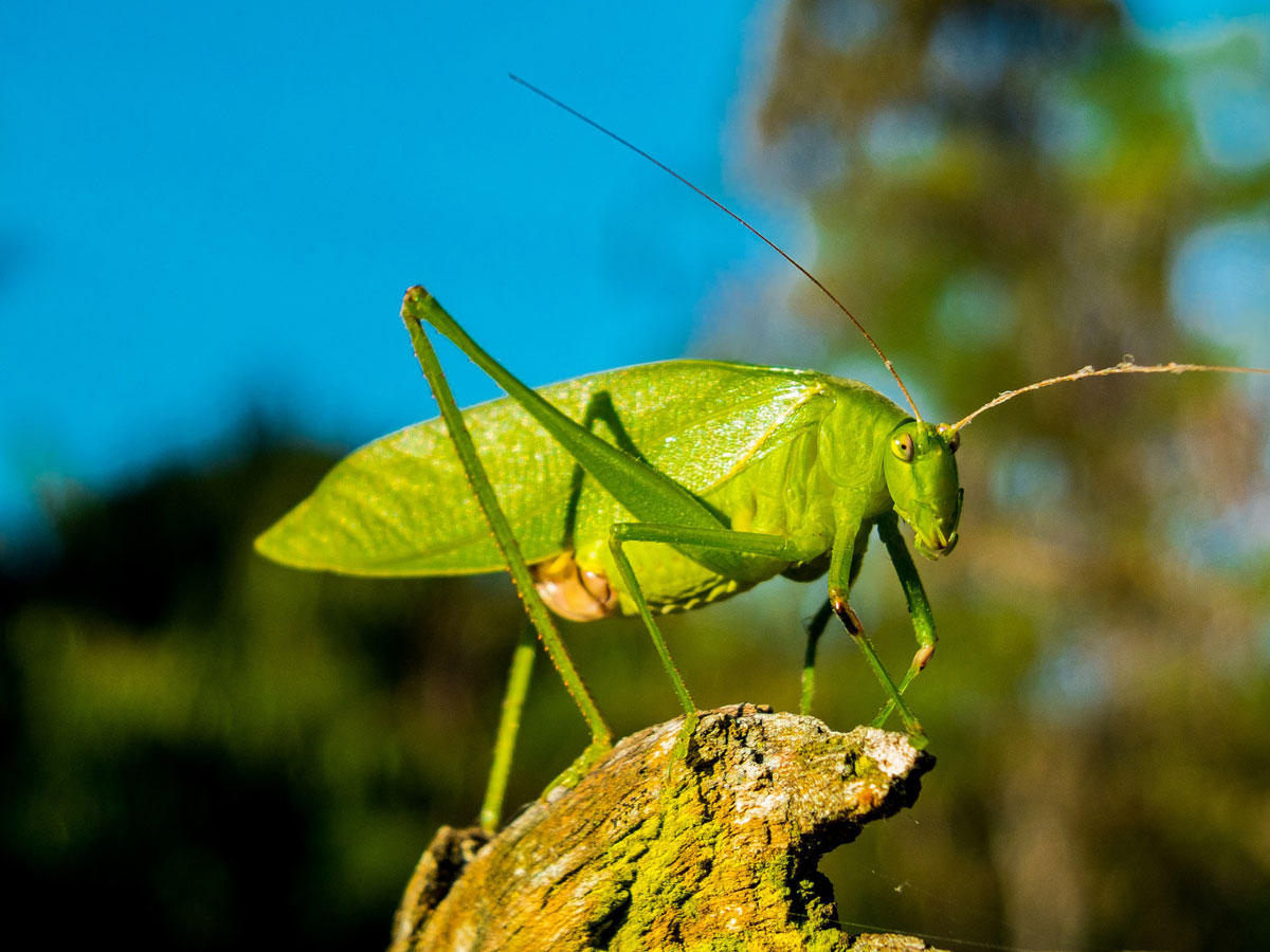 saltamontes Foto saltamontes