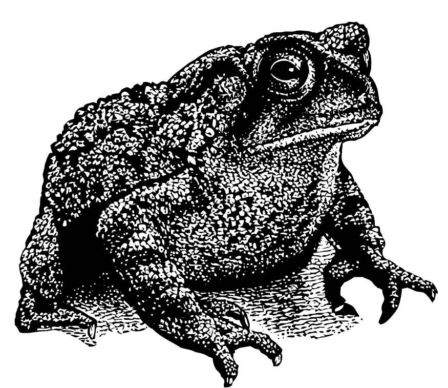 sapo Dibujo para colorear sapo