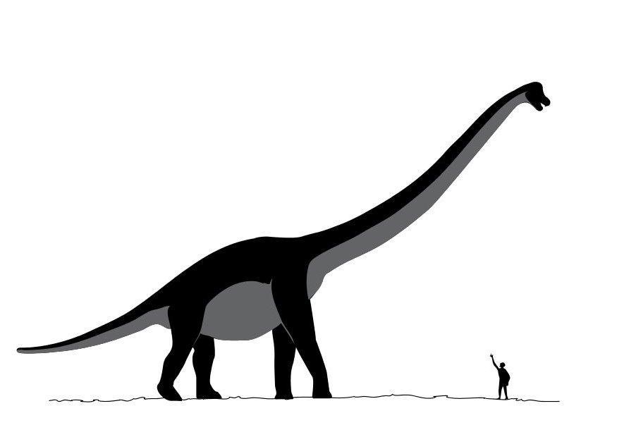 Dibujo para colorear sauroposeidon