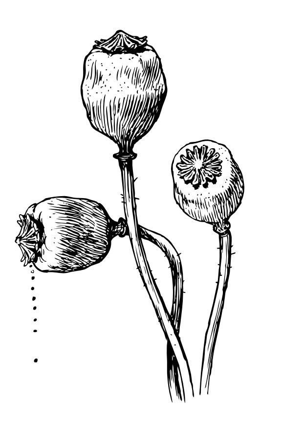 semillas en capullo Dibujo para colorear semillas en capullo