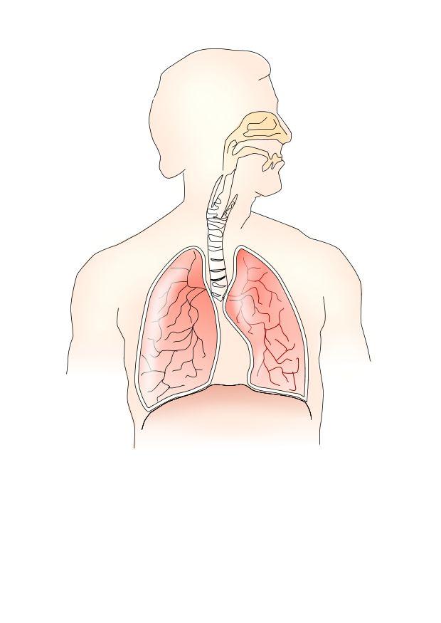 Imagen sistema respiratorio