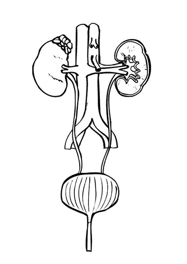 sistema urinario Dibujo para colorear sistema urinario