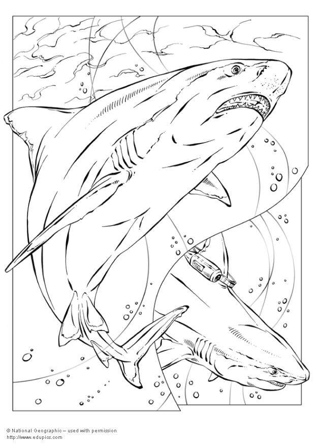 tiburA³n Dibujo para colorear tiburA³n