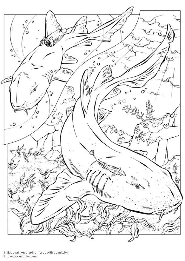 Dibujo para colorear tiburones