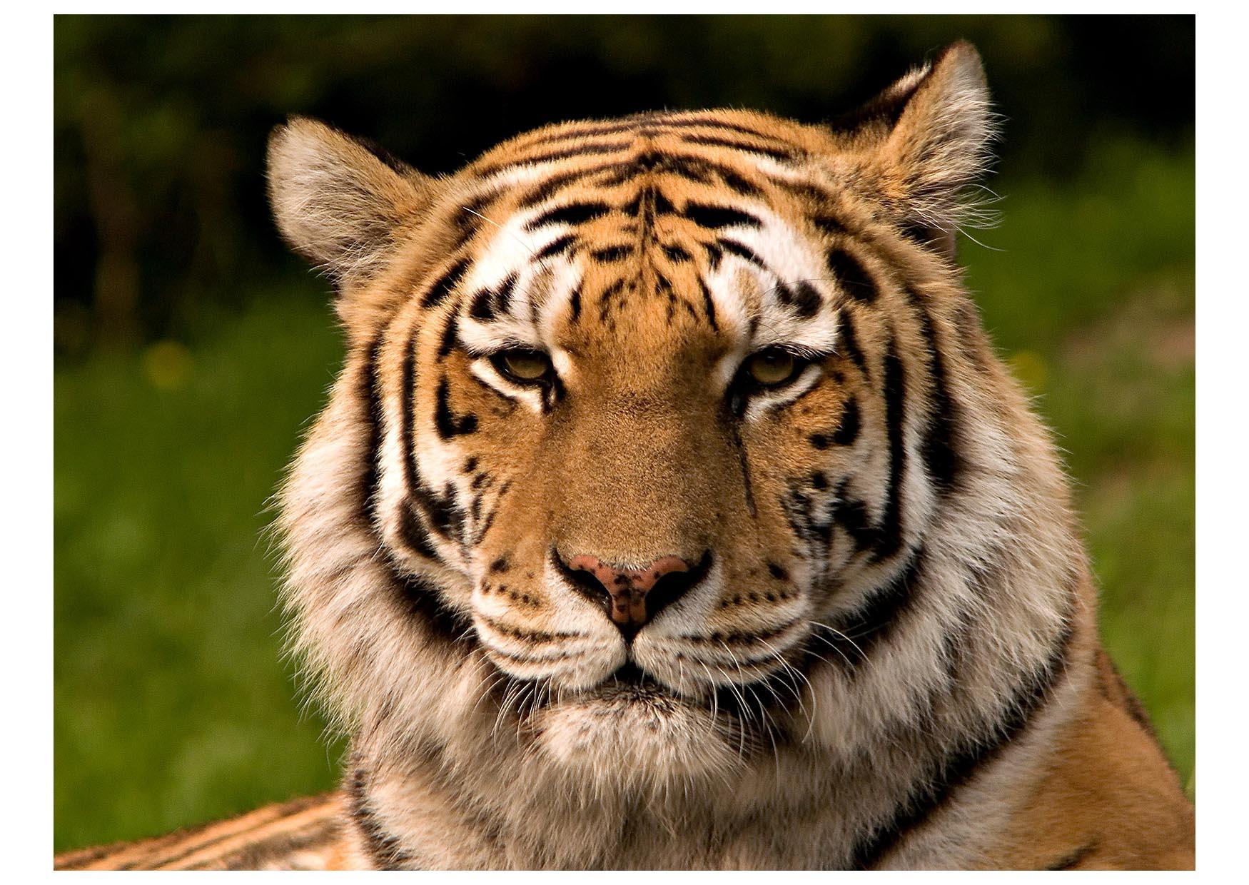 tigre Foto tigre