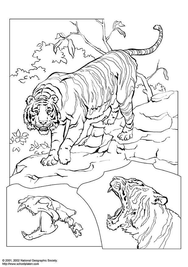 Dibujo para colorear tigre