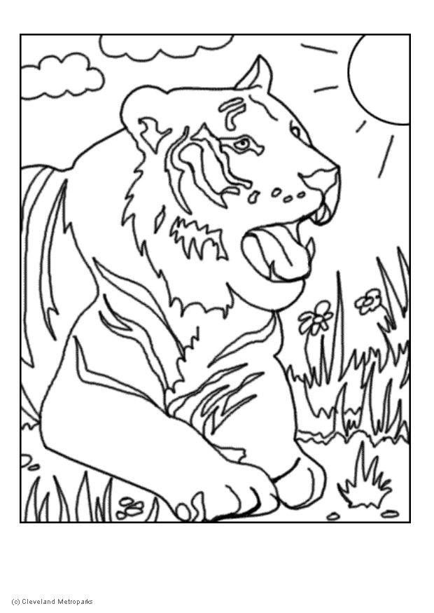 Dibujo para colorear tigre