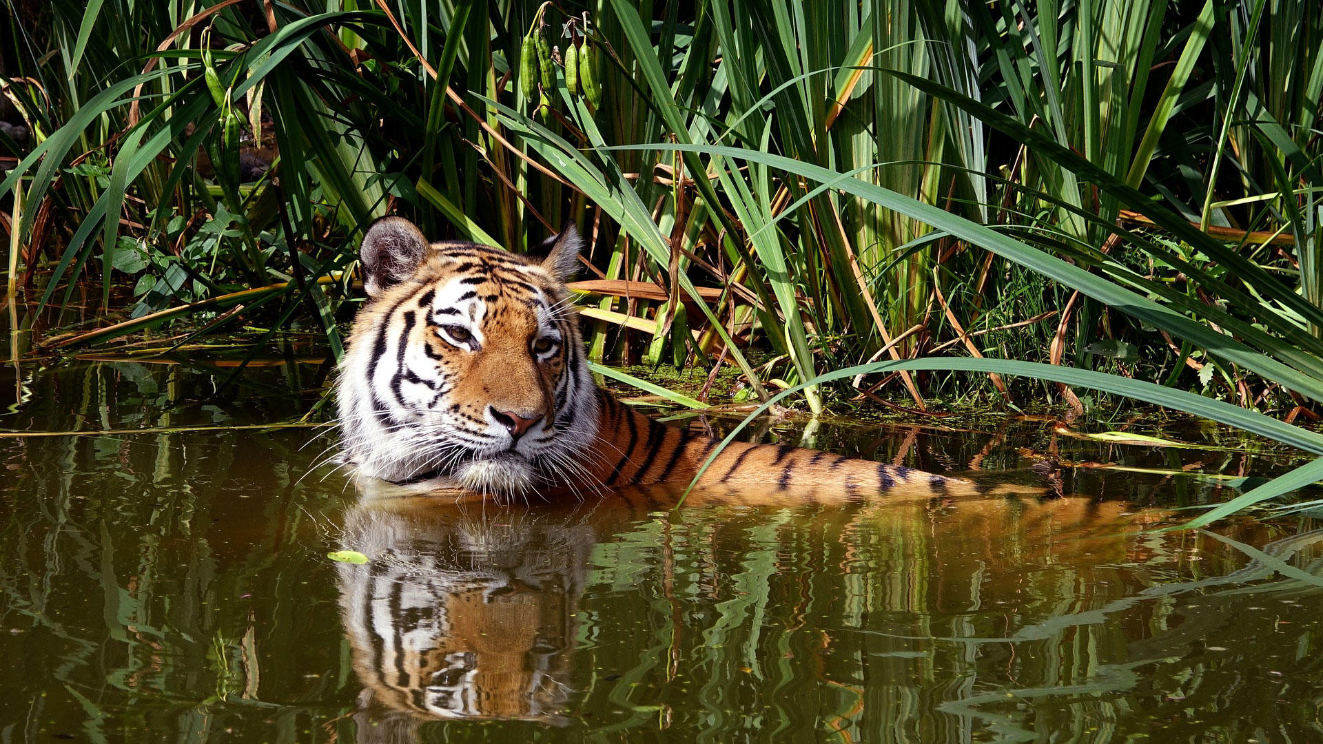 tigre en agua Foto tigre en agua