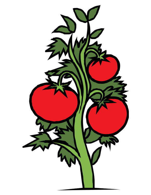 tomatera Imagen tomatera