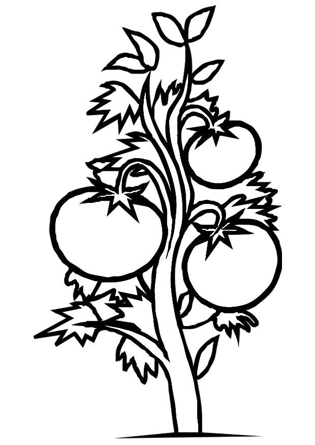 tomatero Dibujo para colorear tomatero