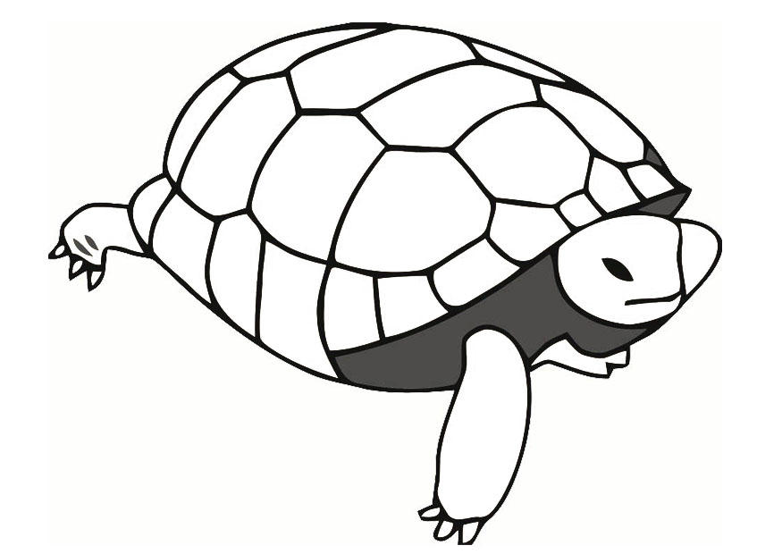 tortuga Dibujo para colorear tortuga