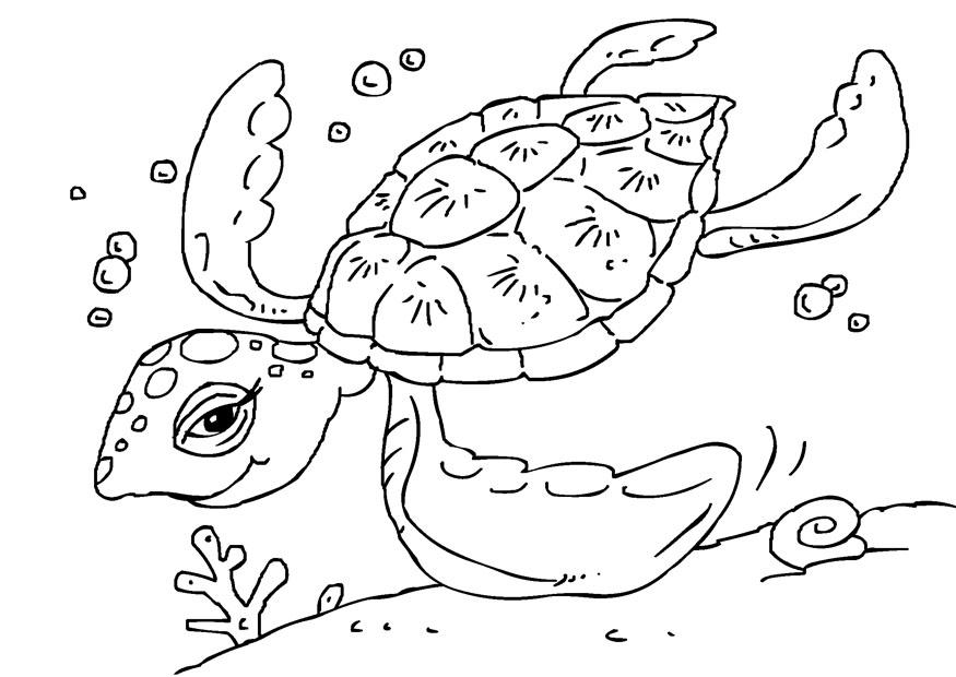 tortuga Dibujo para colorear tortuga