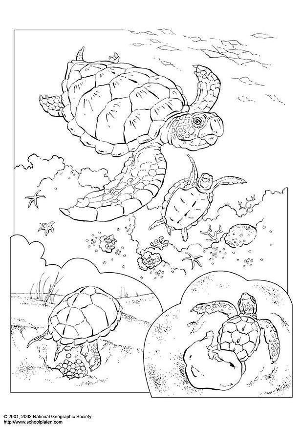 tortuga marina Dibujo para colorear tortuga marina