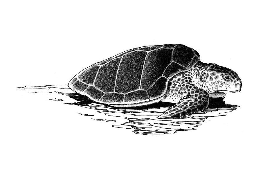 tortuga marina Dibujo para colorear tortuga marina