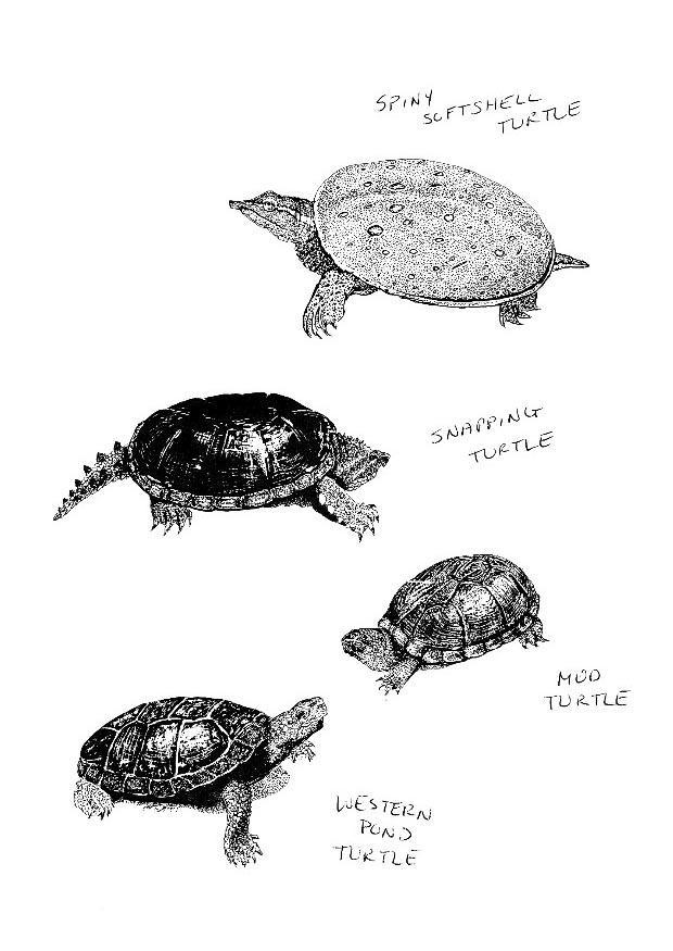 tortugas Dibujo para colorear tortugas