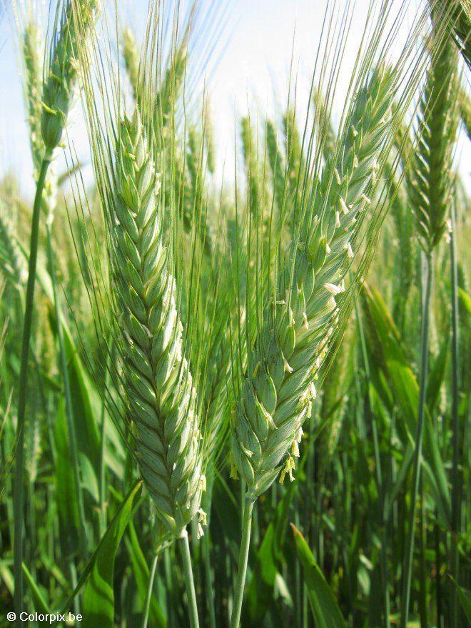 trigo Foto trigo