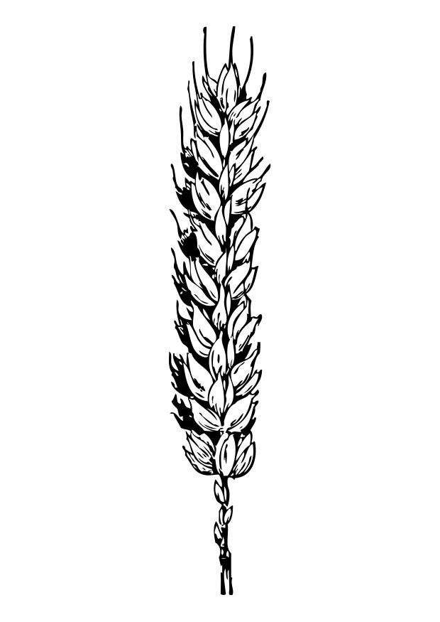trigo Dibujo para colorear trigo