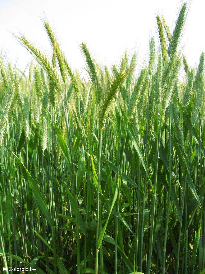 trigo Foto trigo