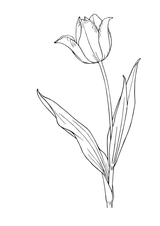 tulipA¡n Dibujo para colorear tulipA¡n