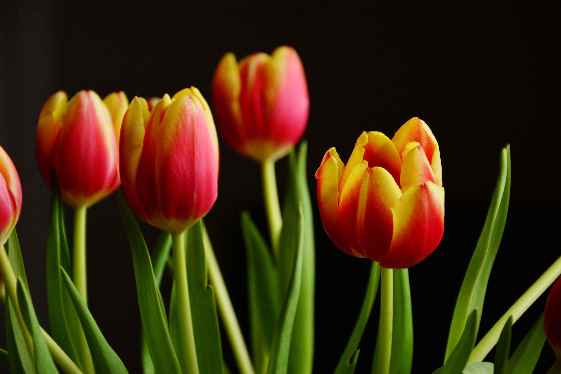 tulipanes Foto tulipanes