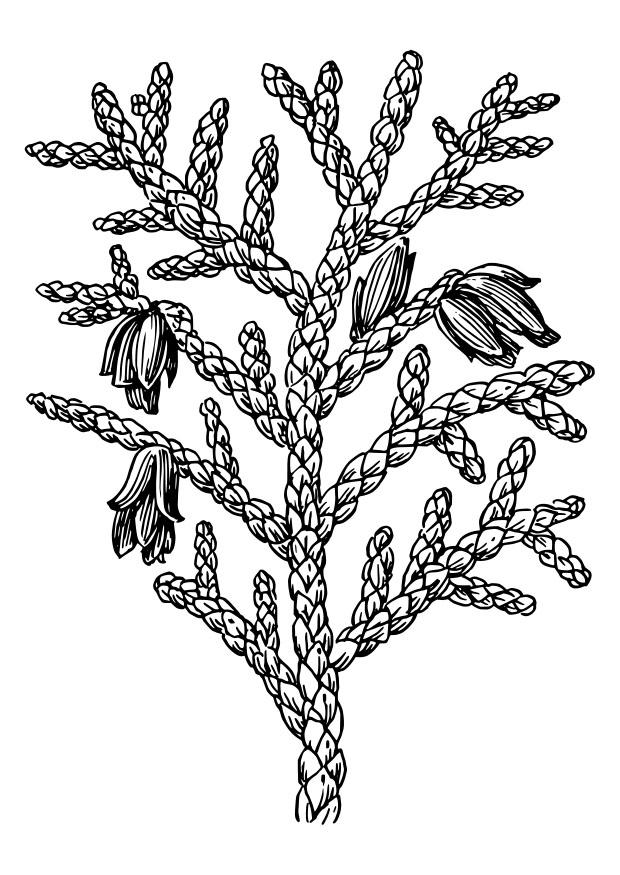 Dibujo para colorear tuya