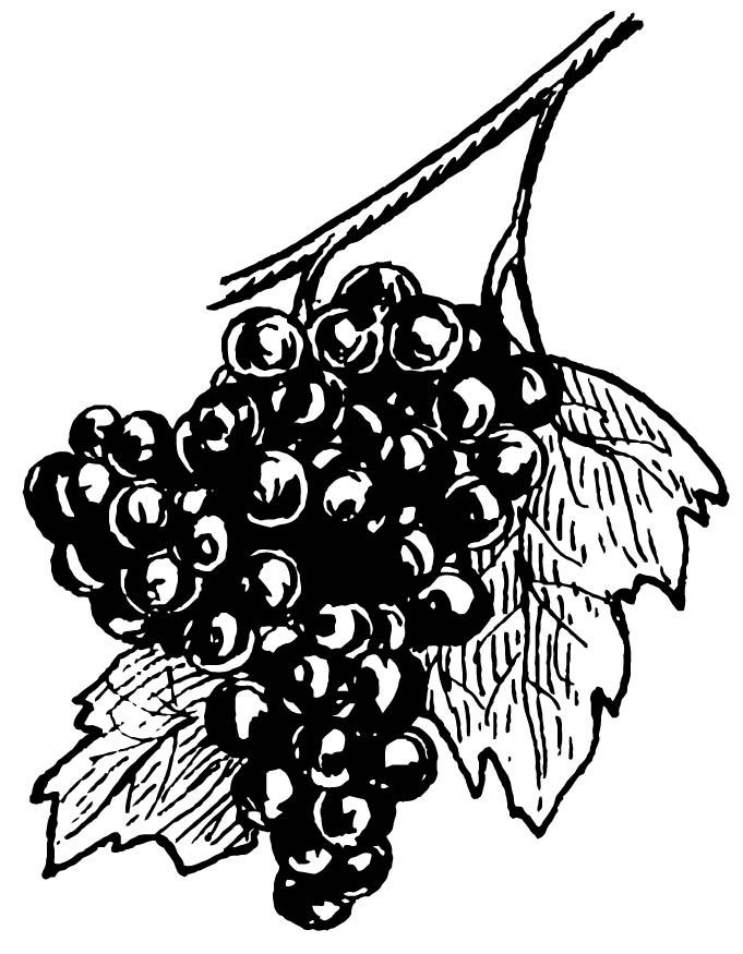 uvas Dibujo para colorear uvas