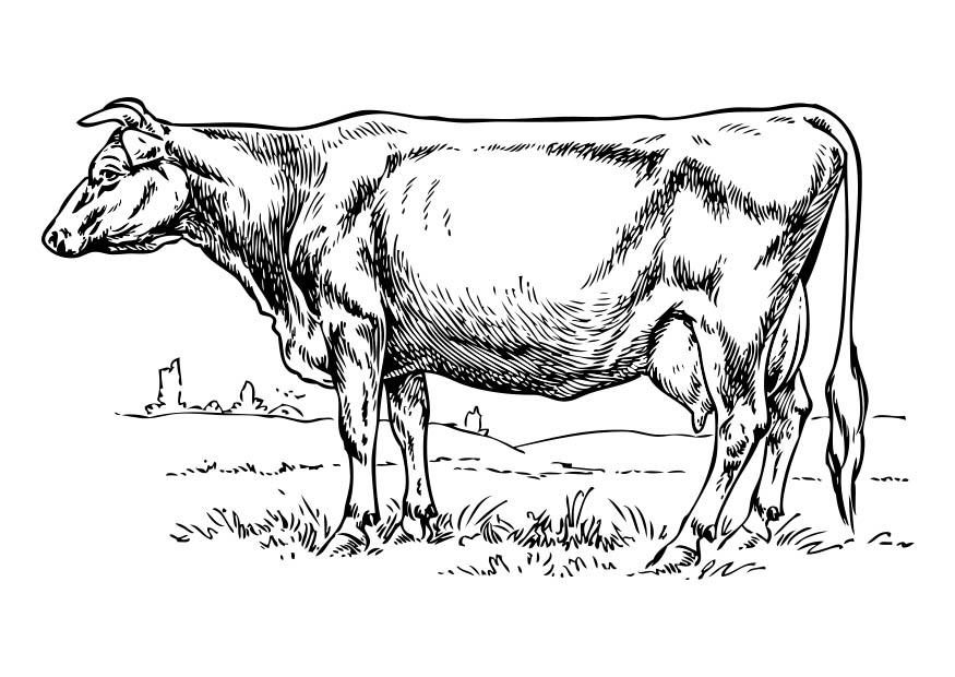 vaca Dibujo para colorear vaca