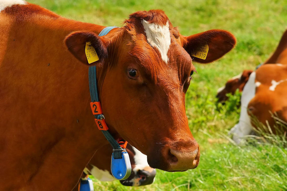 vacas Foto vacas