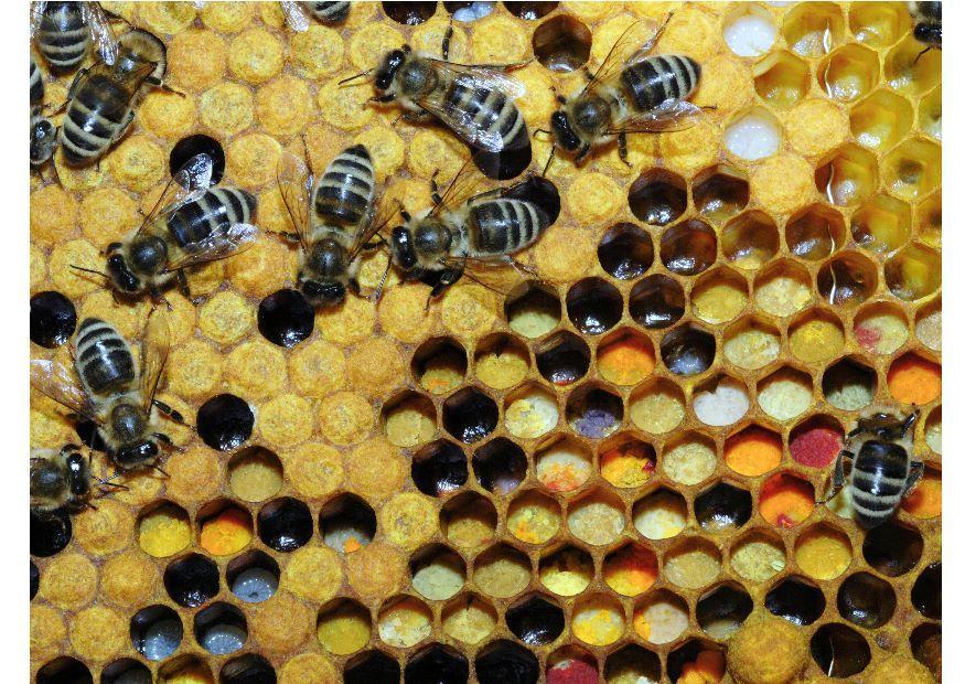 Foto varios tipos de polen almacenados