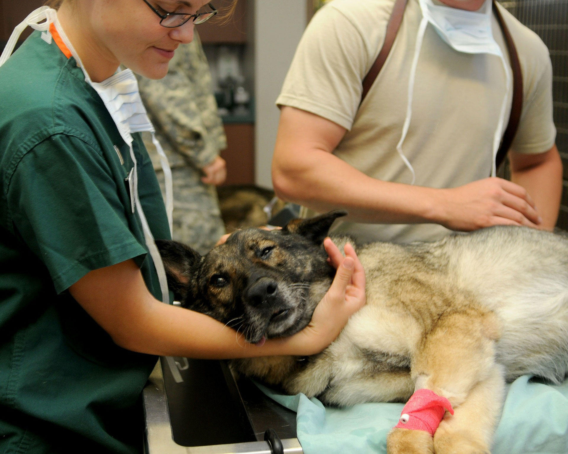 veterinario Foto veterinario